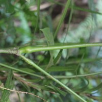 Barleria vestita T.Anderson